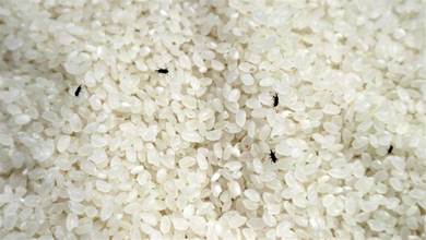 大米里放幾個，大米一年不會長米蟲，再多米蟲也跑光，太實用了