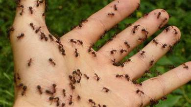 家裡有鬼11個恐怖跡象！突然出現大量螞蟻、聞到奇怪味道就要小心
