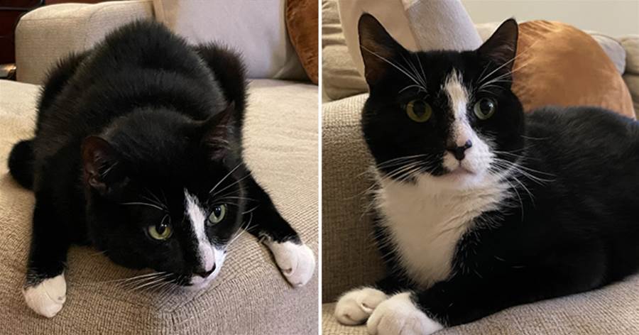 This Cute Cat Is Ready to Scamper into Your Life!