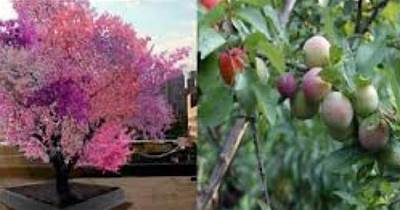 【奇花異樹】萬寶全樹——可以結40種不同果實的樹！