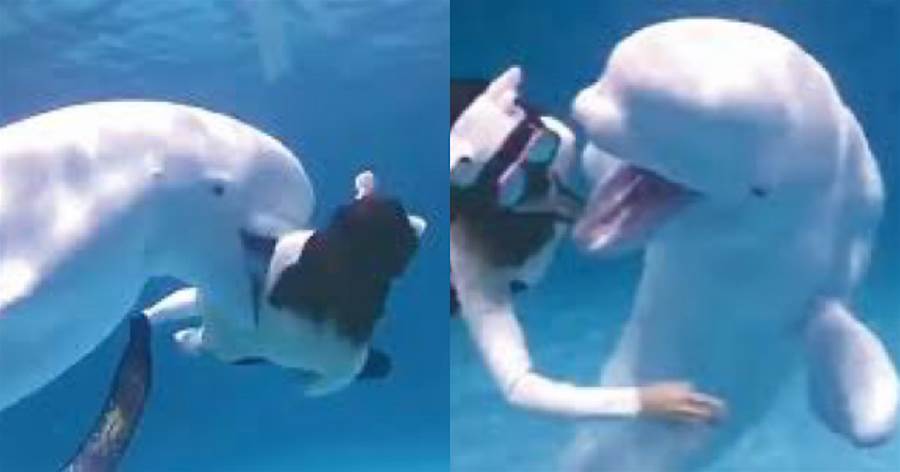 海洋世界白鯨咬破潛水者衣服！園方稱其在玩耍，專家：非常危險